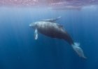 Whale Cells' DNA Repair Superpower May Unlock Secrets to Longevity and Cancer Resistance