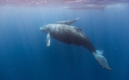 Whale Cells' DNA Repair Superpower May Unlock Secrets to Longevity and Cancer Resistance