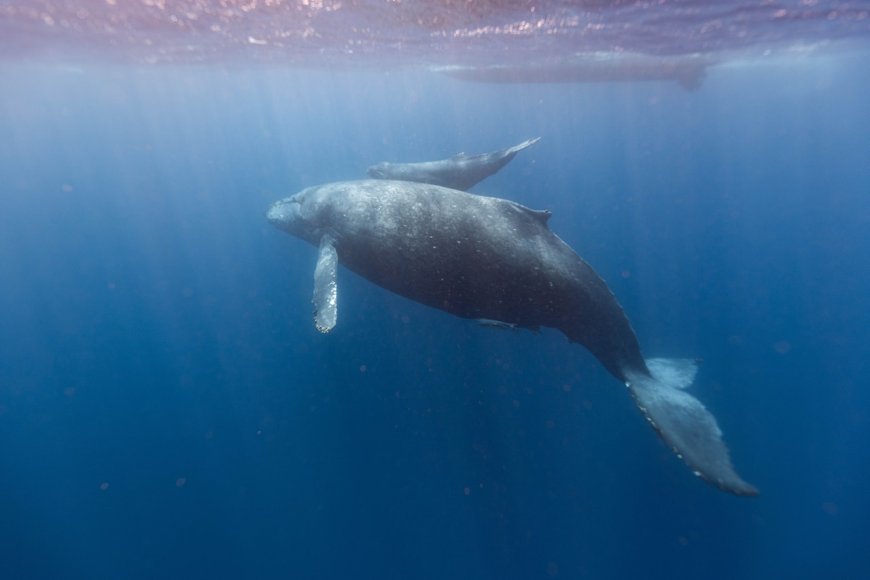 Whale Cells' DNA Repair Superpower May Unlock Secrets to Longevity and Cancer Resistance