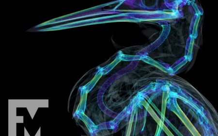 oVert Network Revolutionises Vertebrate Science with 3D Imaging