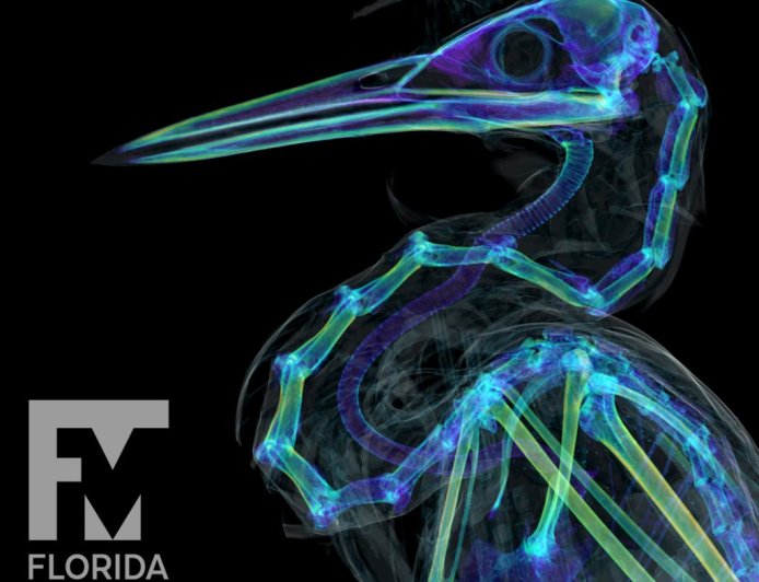 oVert Network Revolutionises Vertebrate Science with 3D Imaging