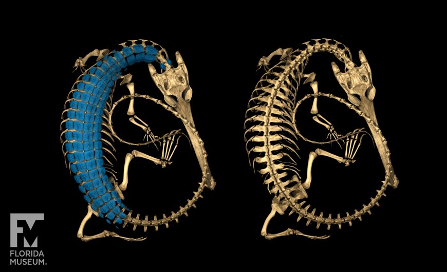 oVert Network Revolutionises Vertebrate Science with 3D Imaging