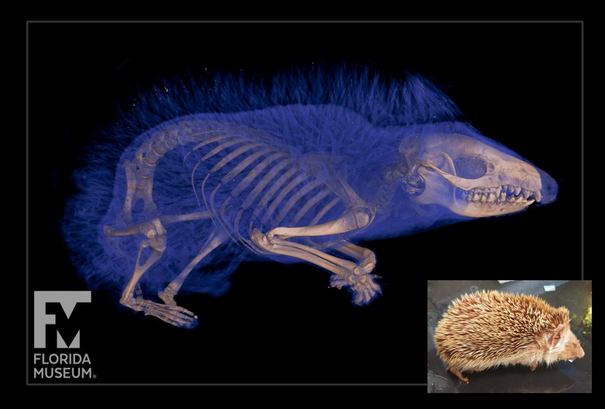 oVert Network Revolutionises Vertebrate Science with 3D Imaging